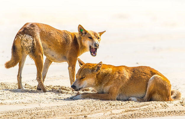 Shearwater on K'gari - Dingoes Shearwater on K'gari - Dingoes