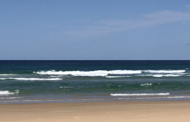 Shearwater on K'gari - Eastern Beach Shearwater on K'gari - Eastern Beach