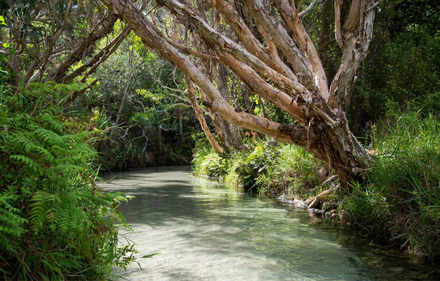 Shearwater on K'gari - Eli Creek Shearwater on K'gari - Eli Creek