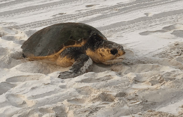 Shearwater on K'gari - Loggerhead Turtles Shearwater on K'gari - Loggerhead Turtles